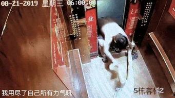 最新爆料家暴男子事件视频,男子行径令人发指 第1张 最新爆料家暴男子事件视频,男子行径令人发指 第1张